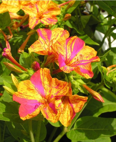 Bunte wunderblume mirabilis - bunte,