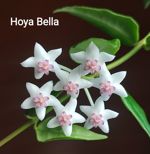 Hoya bella - hoya, (steckling)