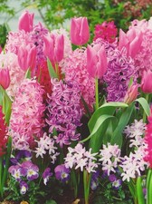 Blumenzwiebel Paket in rosa/lila/blau mit 130 Zwiebeln Tulpenzwiebeln Hyazinthen