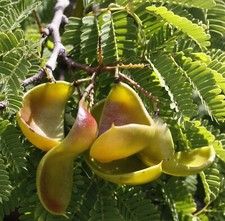 Caesalpinia coriaria |