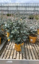 Eucalyptus Busch Kugel  Eukalyptusbaum, 30- 50cm Pflanze LK-Gartenwelt