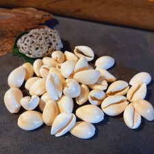 40x Kauri Muscheln Kauri