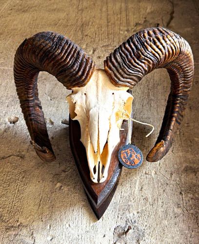 Widderschädel wandskulptur - widderschädel,