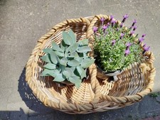 Weidenkorb XL 73×58