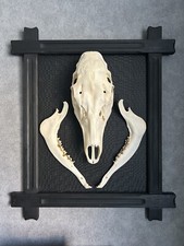 Wanddeko Rehschädel Rehbock groß Bilderrahmen schwarz Kieferknochen Gothic Leder