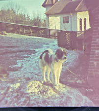 Agfacolor Farbdia Kettenhund