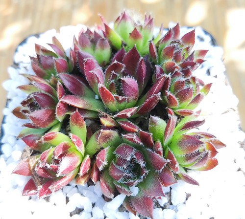 Sempervivum havendijks - sempervivum, "havendijks