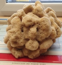 Großer Naturschwamm aus Griechenland, Deko, Fußballgröße,