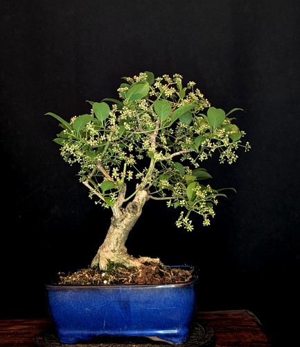 Bonsai japanischer pfaffenhut - japanischer,