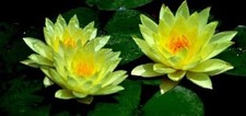 Gelbe seerose wächst in - wächst,