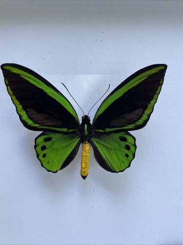 Entomologie*Ornithoptera