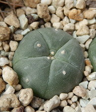 Cactus/Ariocarpus  texensis
