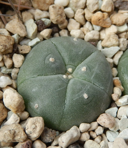 Cactus ariocarpus texensis - ,