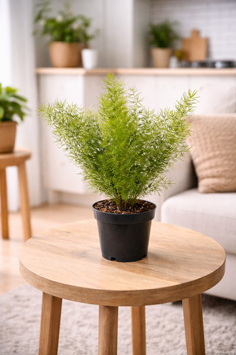 Asparagus densiflorus