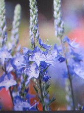 Veronica austriaca - Österreichischer Ehrenpreis