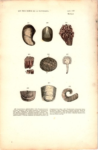 Antike handkolorierte - antike,