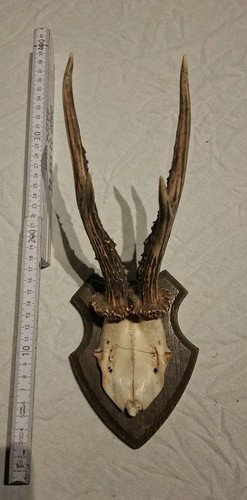 Rehbock geweih trophäe - rehbock,