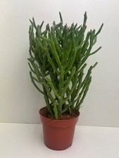 Euphorbia tirucalli –