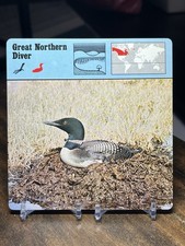 Great Northern Diver, 1977