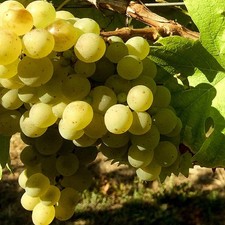 Weinrebe Solaris für süße