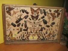 Insekten - Käfer Schmetterling uvm. Schaukasten 1925