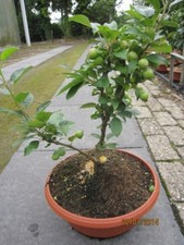 Malus golden hornet - malus,