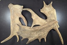 1 kg Damhirsch Geweihe 30-40 cm - Damwild Schaufelgeweih Geweihstange Passtange