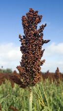 Elefantengras Sommerpampas - 40 Samen