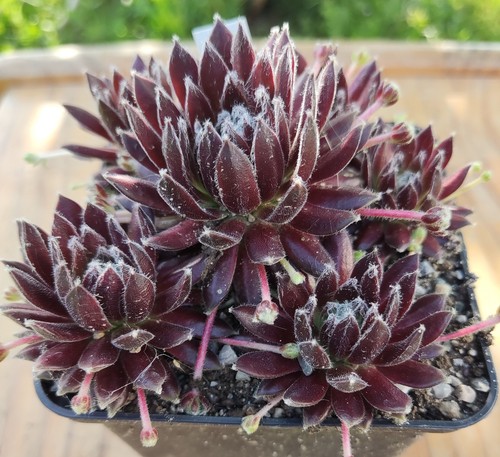 Sempervivum twirl 2x - "in,