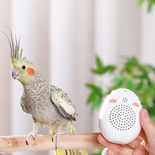 Vogel lernmaschine sprechendes - vogel-lernmaschine,