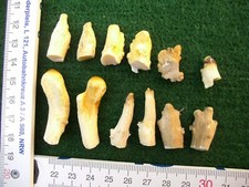 6 Paar Rehstange Knopfbock