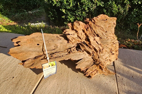 Mangroven wurzel 45x19x22cm - mangroven, l