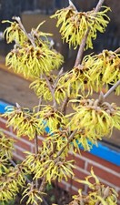 Zaubernuß Arnold Promise -