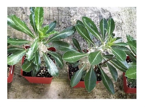 Pachypodium saundersii - 5x,
