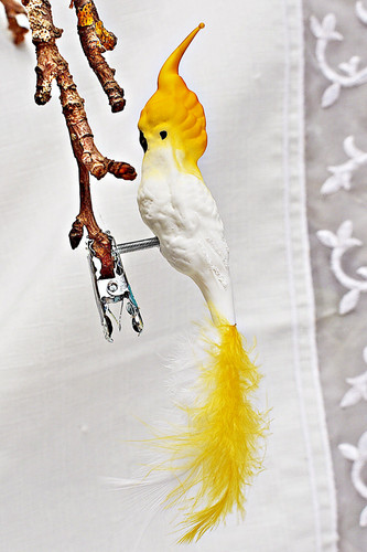 Kakadu glasvogel lauscha - ❀,