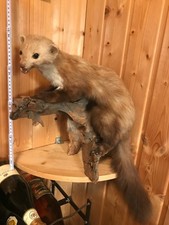 Taxidermie Präparat Taxidermy