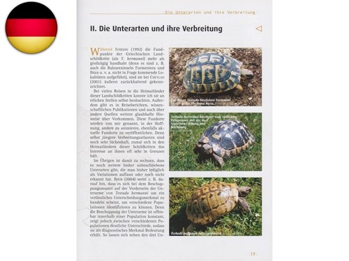Griechische landschildkröten - griechische,