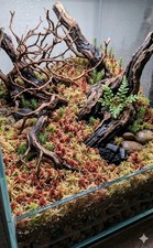 🔝 lebendes Terrarien Moos