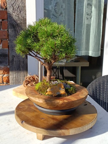 Bonsai zwergkiefer 15 - bonsai, zwergkiefer,