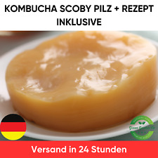 Kombucha SCOBY Starter –