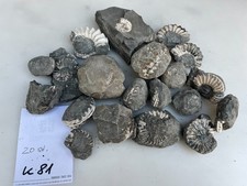 Ammoniten Pleuroceras z