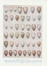 Vogeleier Zaunkönig Nachtigall Rotkehlchen Amsel... FARBDRUCK von 1930 Bird Eggs