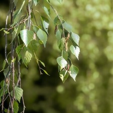 Hängebirke Trauerbirke Betula