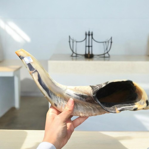 Erstaunlicher widder horn - widder,