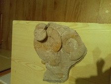 Ammoniten 3 Stück+ 2