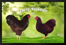 Fußmatte Schmutzfangmatte Hühner Zwerg Wyandotte rot F1257