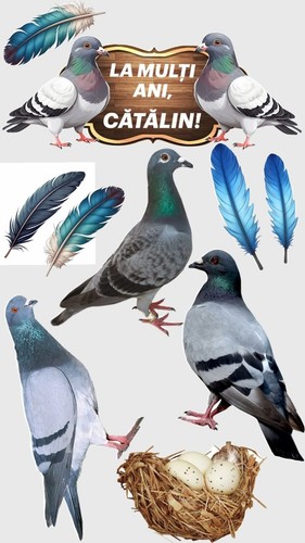 Taube vogel essbar - ,