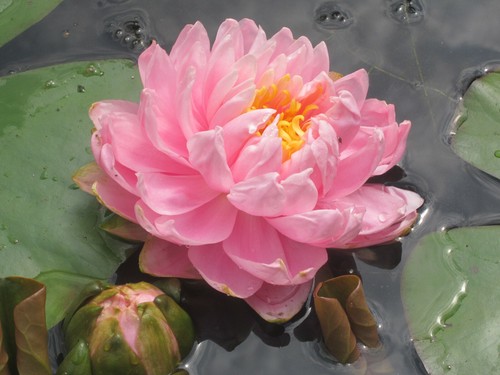 Winterharte seerose nymphaea - winterharte,