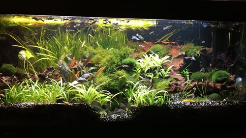 Eheim aquarium 240 - aquarium, l