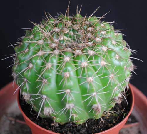 Kakteen,Notocactus